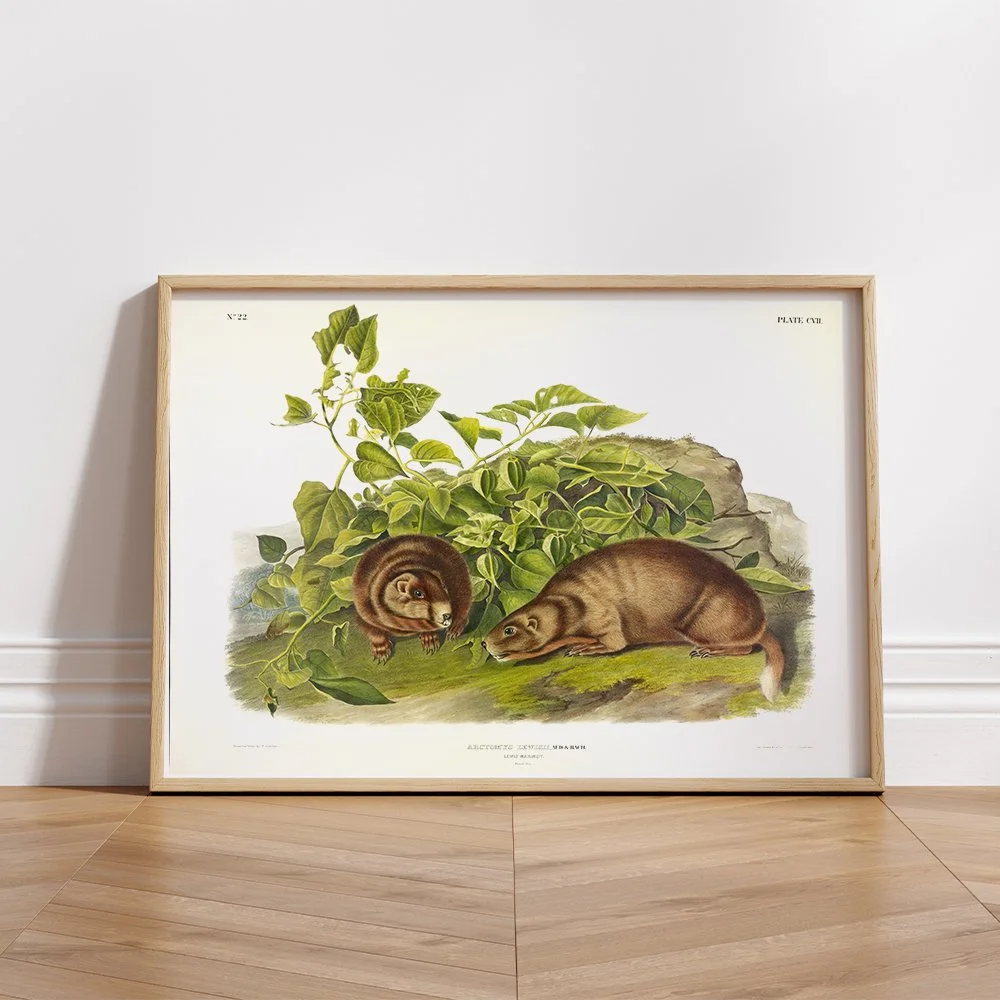 John Woodhouse Audubon、「WOOD RAT」 John Woodhouse Audubon - Artvee